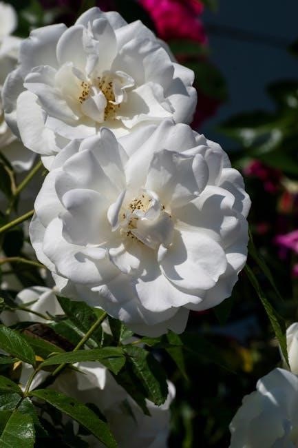 myotomes and dermatomes pdf